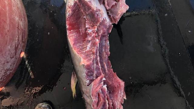 Ribari upecali izgriženu tunu:  'U Jadranu nema morskih pasa'
