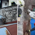 VIDEO Vatrogasci u Italiji spa&scaron;avali jelena: 'Zaglavio se izme&dstrok;u krovova. Sada tr&ccaron;i'
