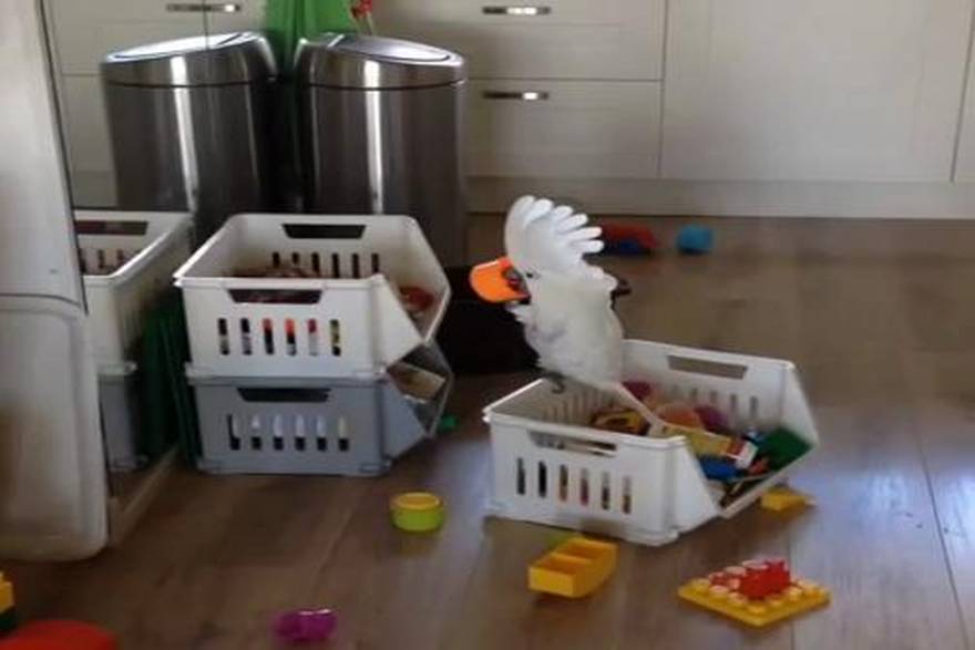 YouTube/HarleyThe Cockatoo