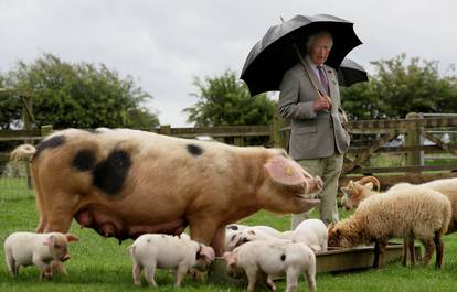 Britain's Prince Charles visits Cotswold Farm Park