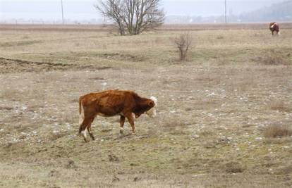Uginulo 199 krava: Vlasnik ih izgladnjivao, a dobio poticaje 