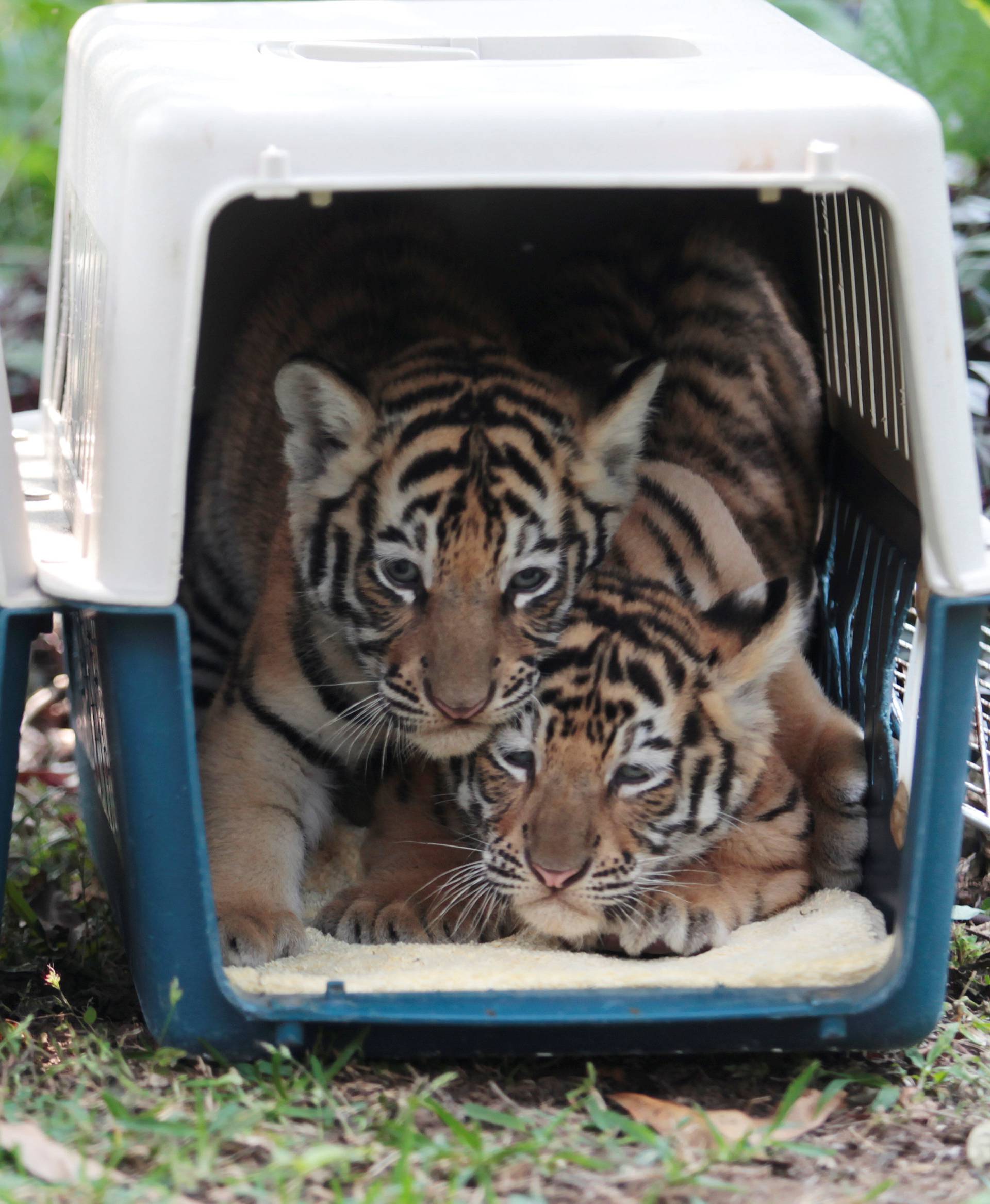 One-month old Bengal tiger cubs are seen in their kennels at the Animal Refuge Fundacion Refugio Salvaje (FURESA) in Jayaque