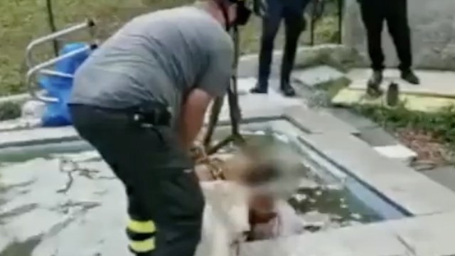 Visoke temperature utječu i na životinje: Krava skoknula u bazen pa ju vatrogasci spasili