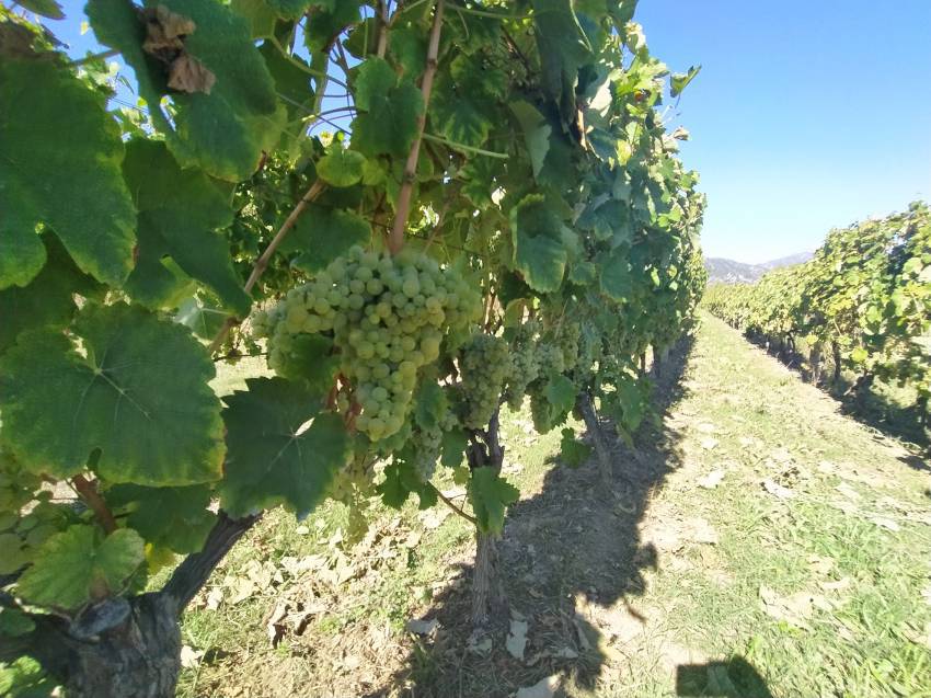 U najvećem hrvatskom vinogorju očekuje se berba grožđa izuzetne kvalitete