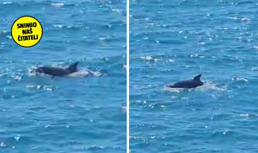 VIDEO Predivna igra dupina u Splitu: 'Igrali su se pola sata'