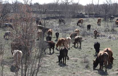 Potvrđen virus bolesti plavog jezika u Istarskoj županiji