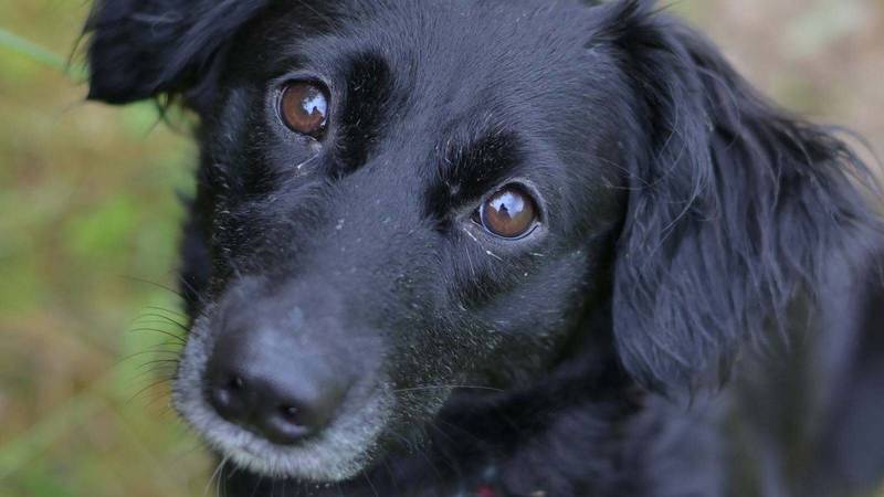 Blackie i Vima su plahe, nježne i željne brižnog vlasnika