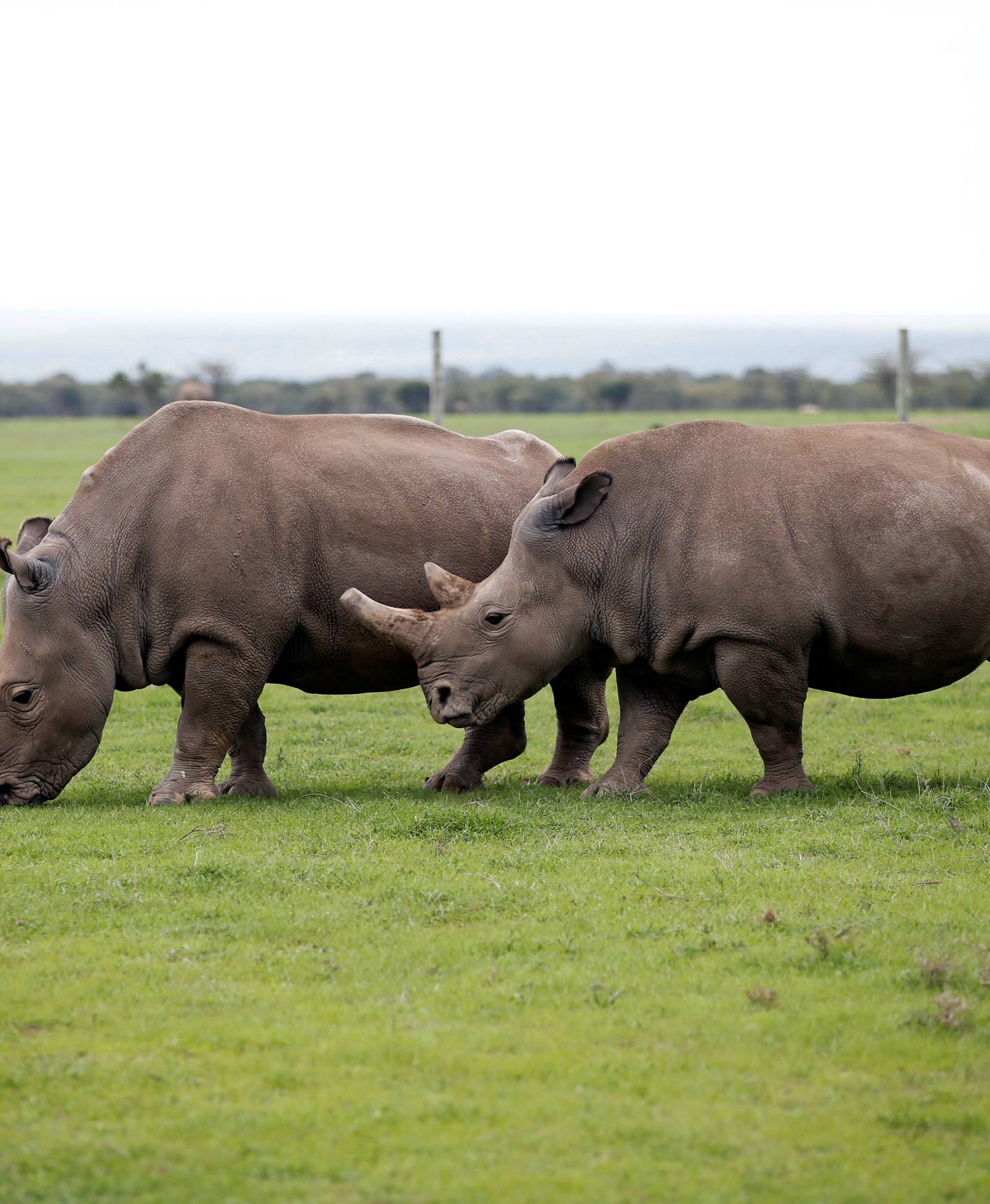 Najin and her daughter Patu, the last two northern white rhino females, graze in their enclosure at the Ol Pejeta Conservancy in Laikipia National Park