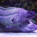 Pulski Aquarium brine se o našem podmorju: Čuvaju periske, pomažu životinjama...