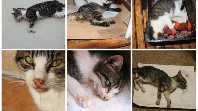 Mačići uginuli u mukama: 'Već danima kupimo strvine po ulici'