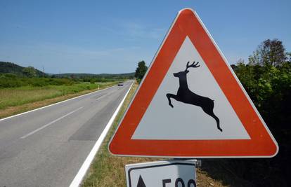 U Istri četiri naleta vozila na divljač; Policija: Budite oprezni