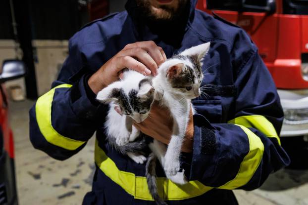 Vrgorac: Vatrogasci spasili 4 mačiča iz šahta gdje su ih pronašli ostavljene