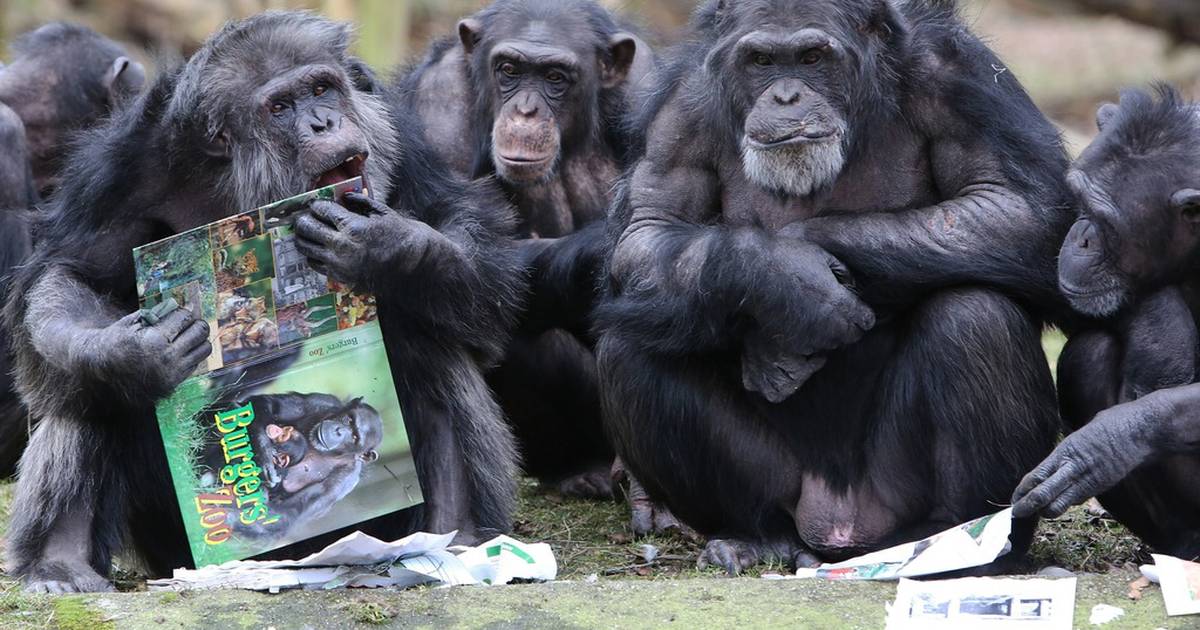 Čimpanze se posebno brinu za svoje hendikepirane mladunce | 24sata