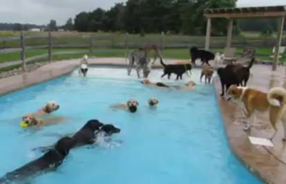 Veseli psi se osvježili u bazenu u obliku kosti