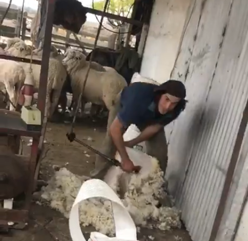 Bogataš Cavani rinta na farmi: Striže ovce, muze krave, kosi...