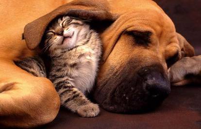 Pas i mačka mogu se voljeti i sporazumijevati
