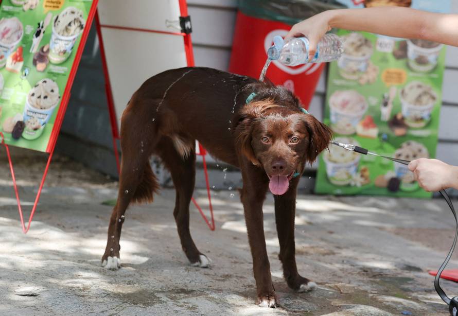 A woman pours water over her dog to cool it off during a hot day amid a heatwave in Madrid, Spain