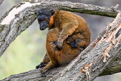 U berlinskom ZOO-u rođena je beba makakija šarenog krzna