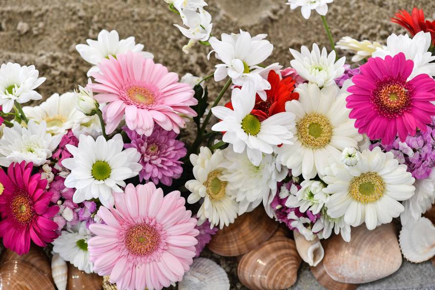 Floraart: Sadnice cvijeća od 2 kune, a za 25 mini vrt u posudi