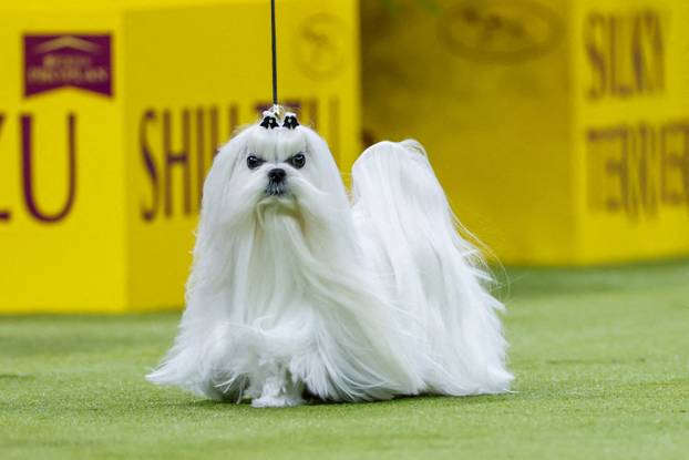 150th Annual Westminster Kennel Club Dog Show in New York City