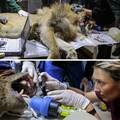 FOTO Ovo su lav i medo. Držali su ih u kavezima u restoranima na Kosovu i Albaniji. Spašeni su