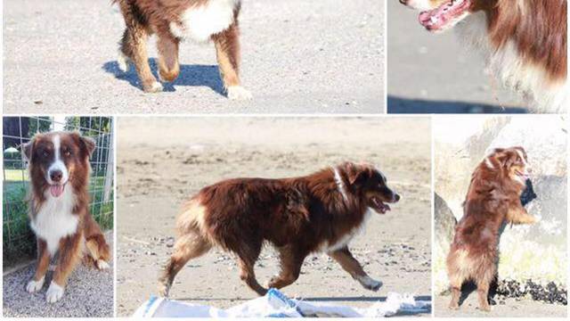 Nađimo Skypea: Tužna priča o psu kojeg traži cijela Slavonija