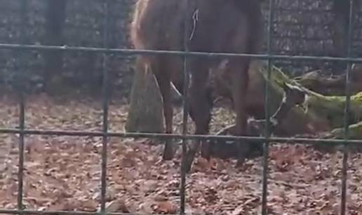 VIDEO Stigla prinova u Zagreb ZOO: 'Iznenadila nas je ljamica'