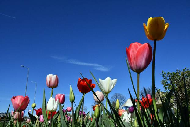 Slavonski Brod: Šarene cvjetne gredice rascvjetalih tulipana svojom ljepotom krase gradske parkove