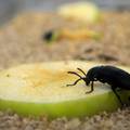 Najezda insekata: Uz stjenice sve je više crnih žohara i buha