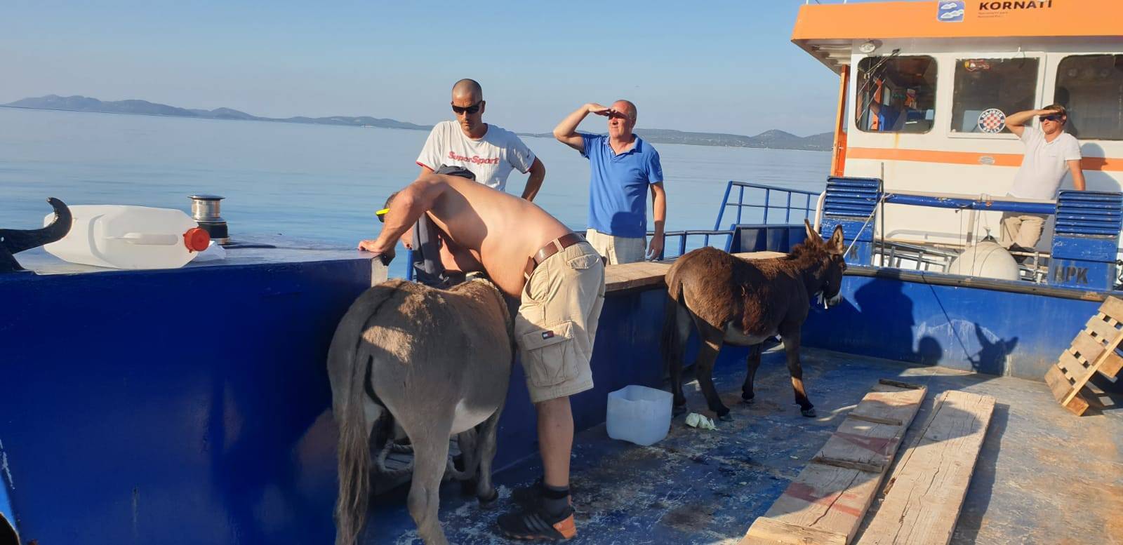 Na otočiću kraj Zadra našli 4 magarca: 'Čini se da su parovi'