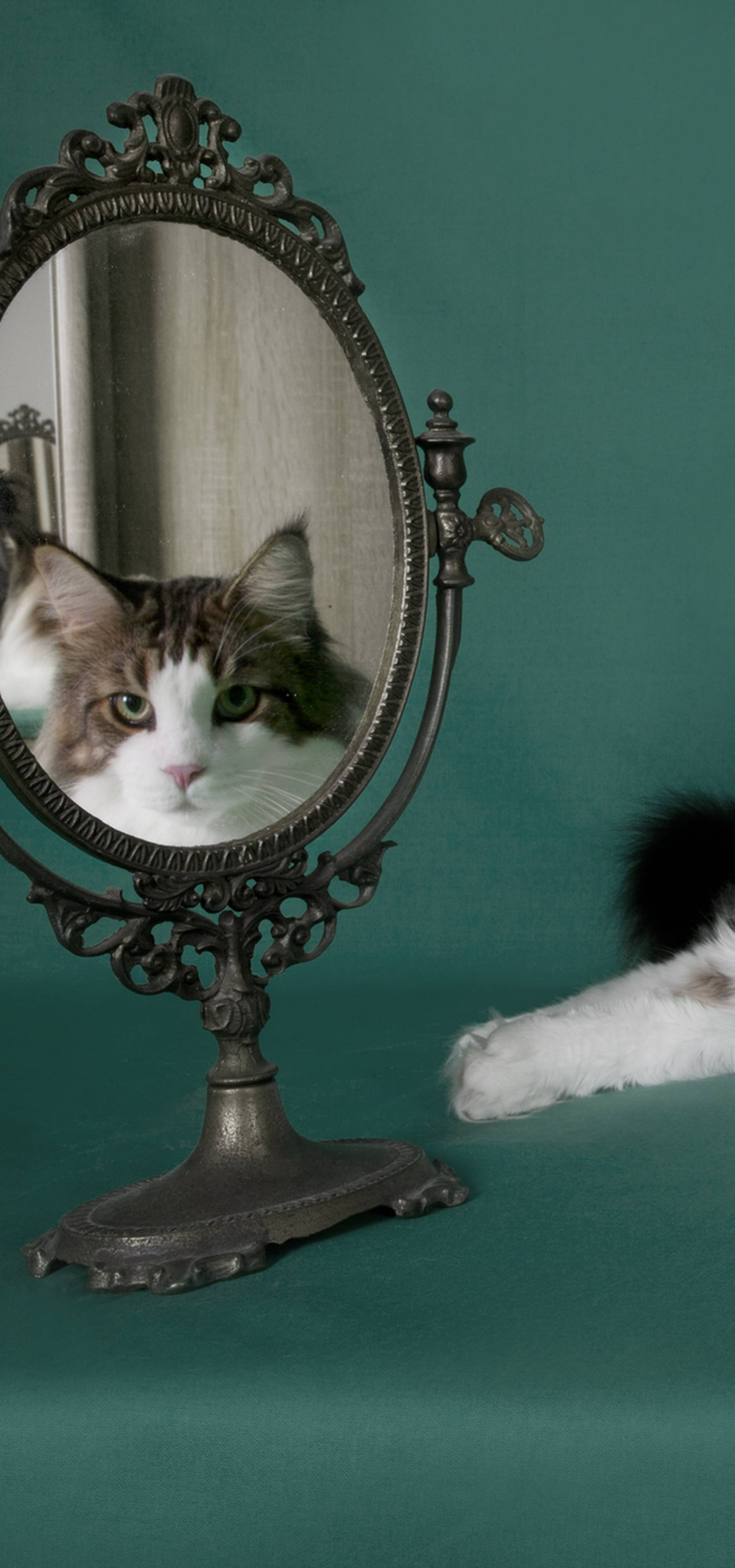 On je najtrofejniji mačak: 'Ja sam Grga i lijep sam k'o grijeh'