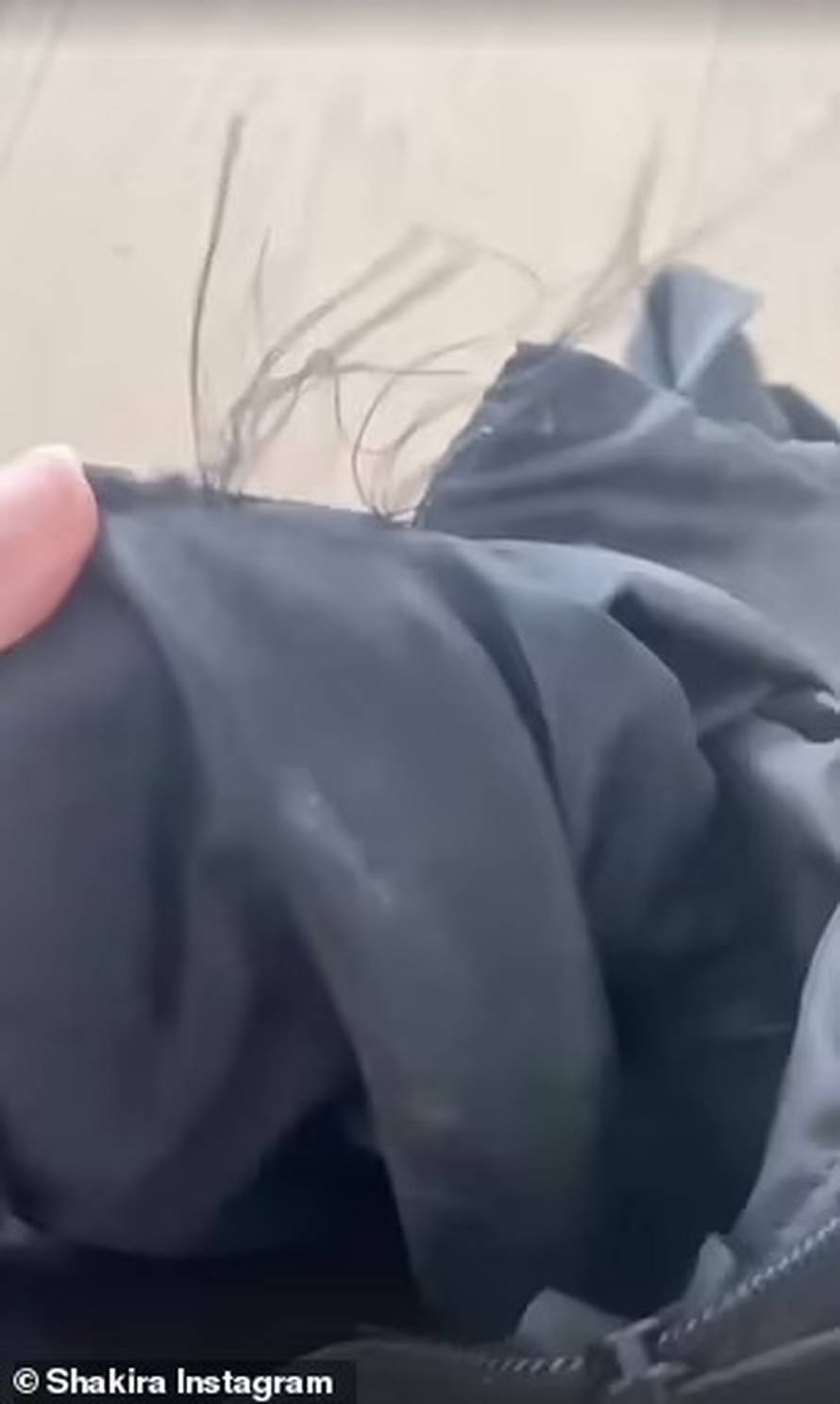 Shakiru u Barceloni napale divlje svinje: Sve su mi uništile!