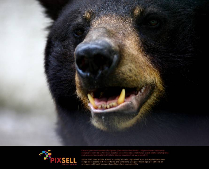 Davor Puklavec/Pixsell/Ilustracija