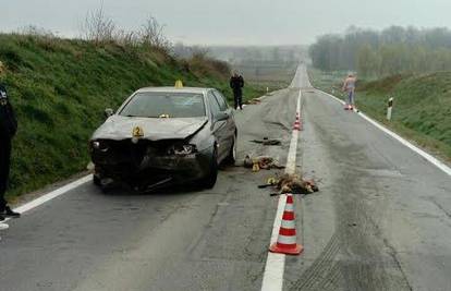 Ipak su utihnuli... Pijani vozač pregazio je zalutale jaganjce