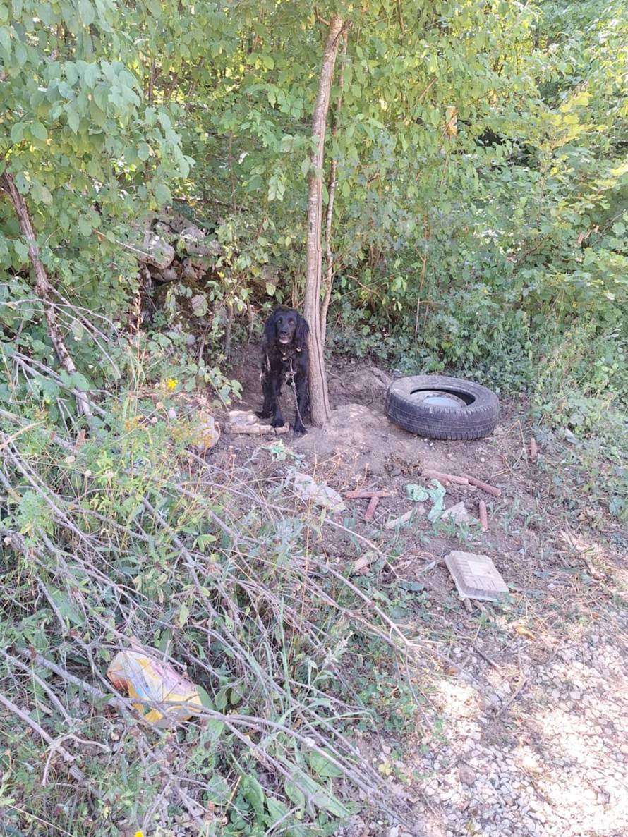 FOTO 'Prijavili smo muškarca za mučenje pasa, policija nije reagirala, onda ih je sve pobio!'