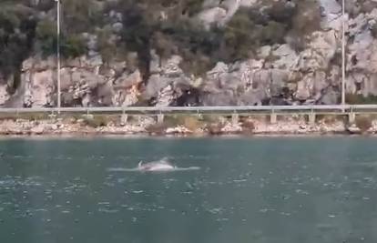Snimili rijedak prizor kod Dubrovnika: "Dupin se cijeli dan igrao u rijeci i lovio ribu"