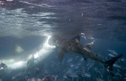 Zastrašujuće: 'Bijela smrt' je umalo rastrgala morskog psa