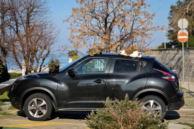 Zadar: Mace uživaju u sunčanom danu