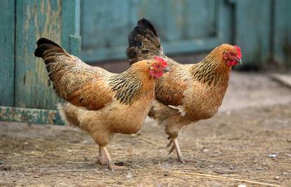 Neobično natjecanje u ljepoti: Birali su miss kokoši