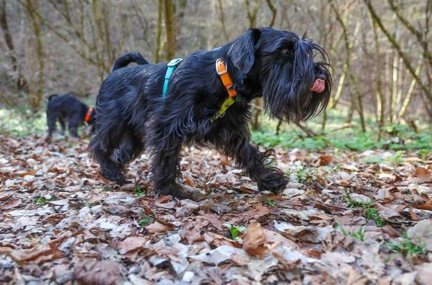 Žumberak: U organizaciji Miniature Schnauzers Croatia održano je druženje patuljastih šnaucera