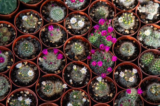 Zagreb: Brojni građani posjetili Floraart na Bundek