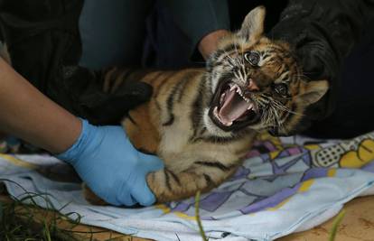 I oni moraju na preglede: Tigrići i gepardi na cijepljenju
