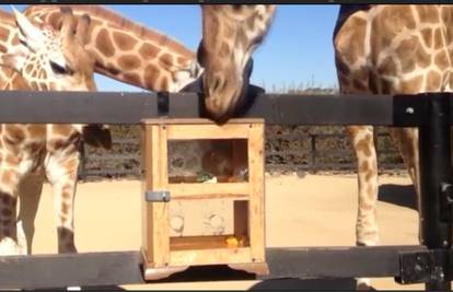 Žirafe željele poslastice, ali za to su se jako trebale potruditi