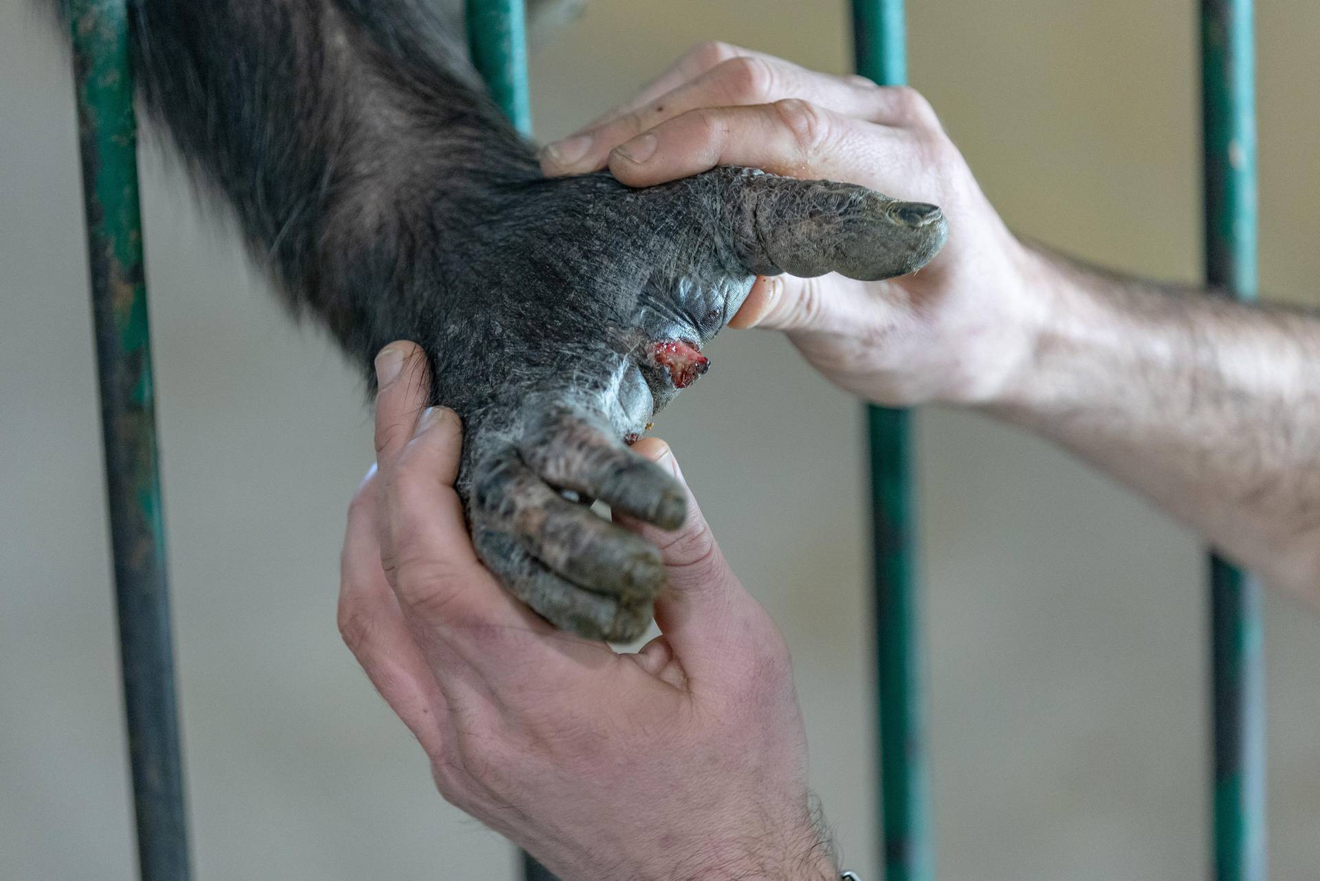 Čimpanze u Osijeku imaju poseban tretman! Dino im često radi manikuru: 'Pa Bože cure su'