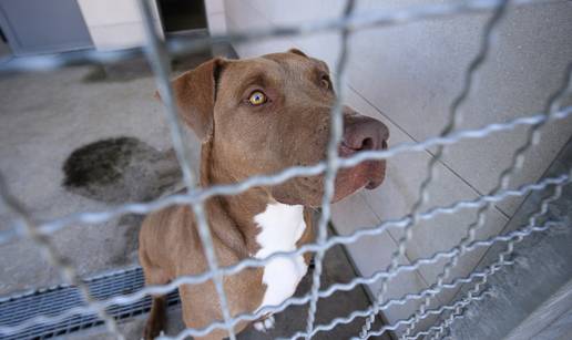 FOTO Na Dumovečkom buvljaku glavne zvijezde bile su njuškice