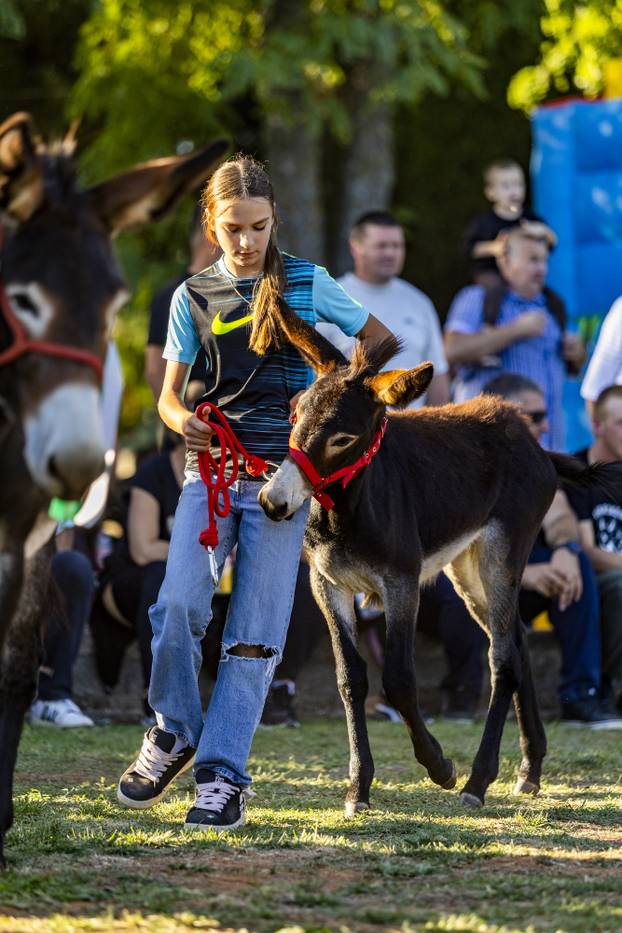 U Juršićima kraj Vodnjana održana je 21. županijska i 17. državna Smotra istarskoga tovara