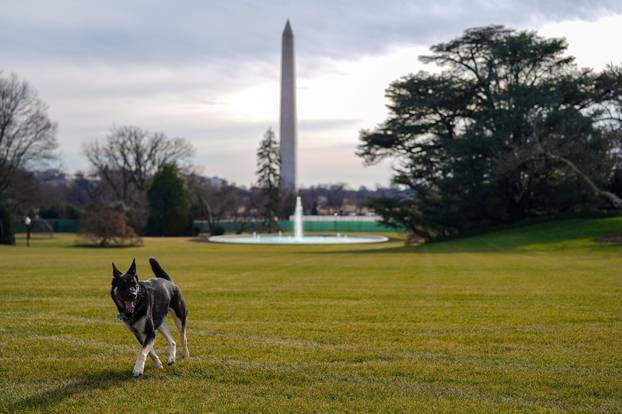 Major explores the South Lawn after on his arrival from Delaware at the White House
