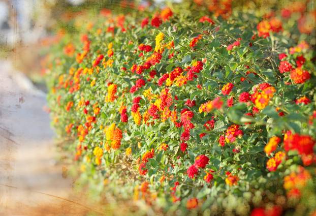 FOTO Za balkon kao iz časopisa: 20 vrsta cvijeća za 'wow' efekt