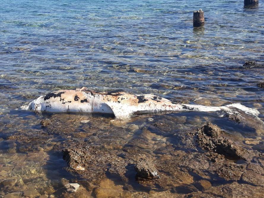 'Lešina dupina danima leži na plaži i raspada se. Jako smrdi'