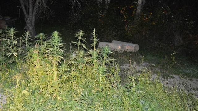 Kakva ideja: U minskim poljima kod Lipika uzgajali - marihuanu